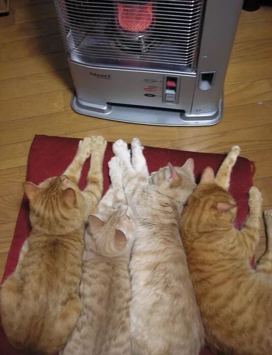 开电热毯给猫取暖,结果凌晨起大火困住祖孙三人…网友:猫呢?